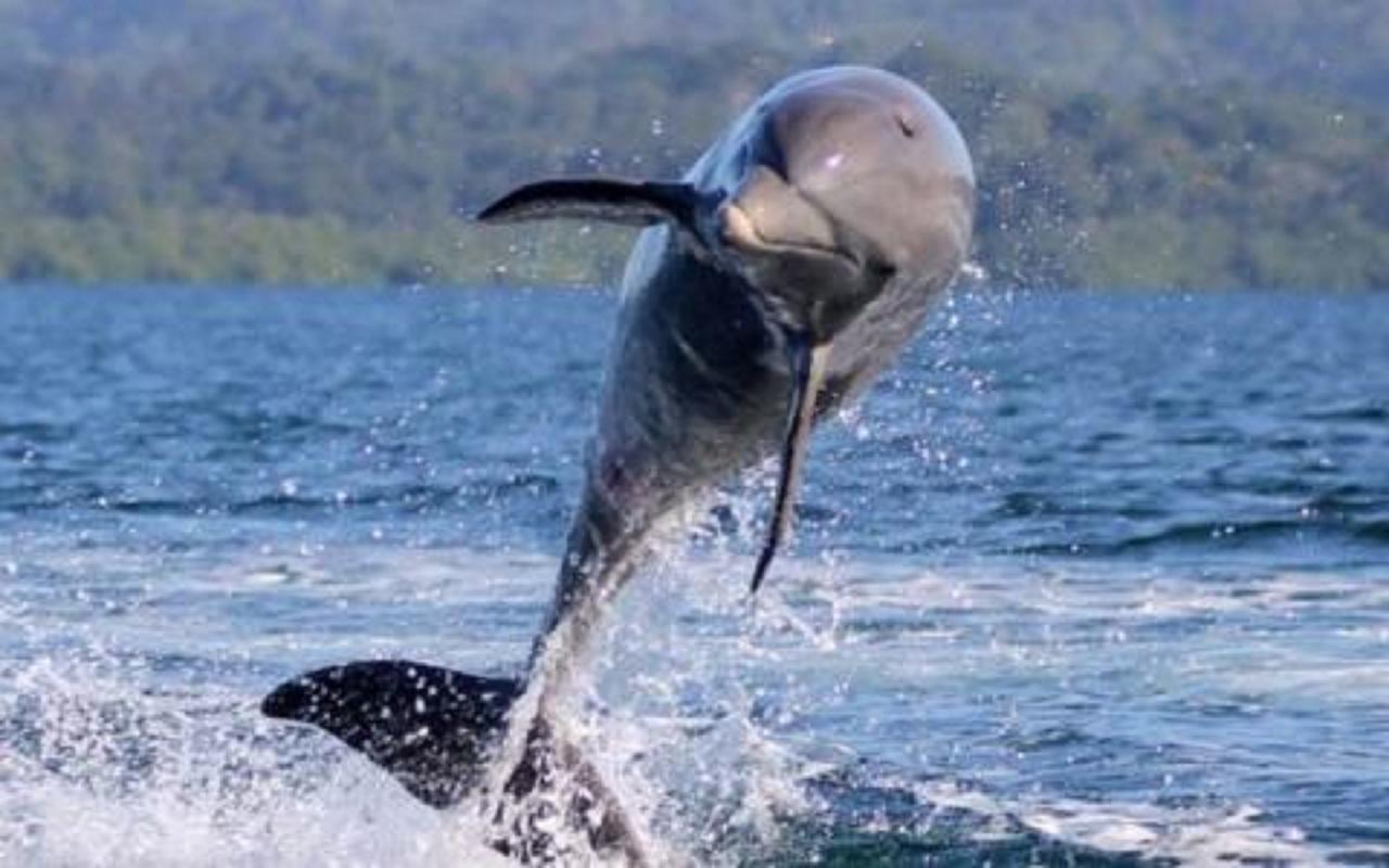 Dolphin Bay Hideaway Bed & Breakfast Bocas del Toro Exterior photo