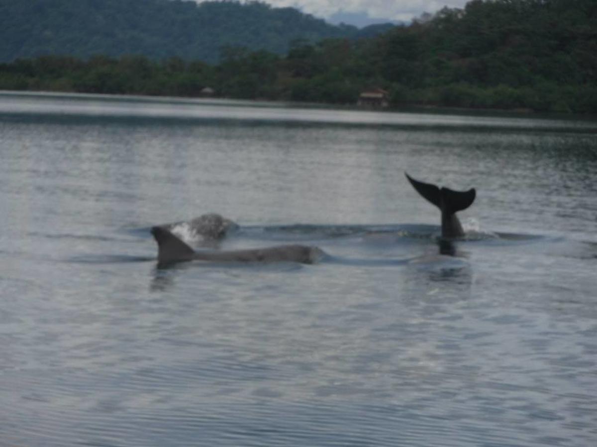 Dolphin Bay Hideaway Bed & Breakfast Bocas del Toro Exterior photo