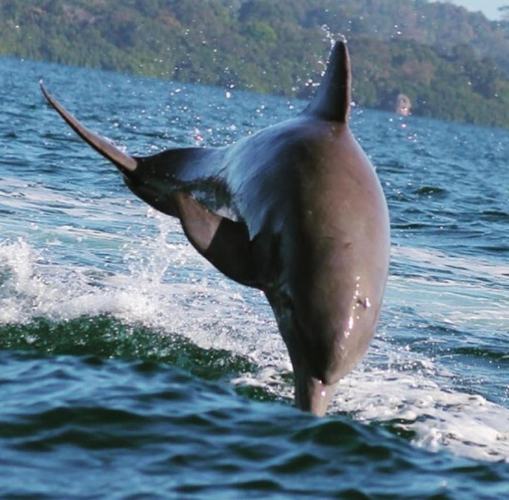 Dolphin Bay Hideaway Bed & Breakfast Bocas del Toro Exterior photo
